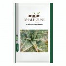 ALOE maculata - 10 PCS Seeds