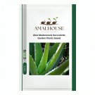 Aloe Mudenensis Succulents Garden Plants - 10 PCS Seeds