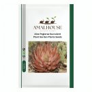 Aloe Peglerae Succulent Plant Garden Plants - 5 PCS Seeds