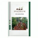 Aloe spicata - 10 PCS Seeds