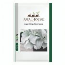 Angel Wings Plant - 100 PCS Seeds