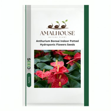 Anthurium Bonsai Indoor Potted Hydroponic Flowers - 120 PCS Seeds