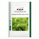 Asparagus densiflorus 'Myers' - 10 PCS Seeds