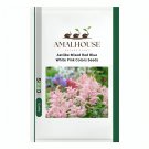 Astilbe Mixed Red Blue White Pink Colors - 100 PCS Seeds