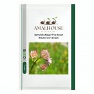 Astrantia Major The Great Masterwort - 50 PCS Seeds