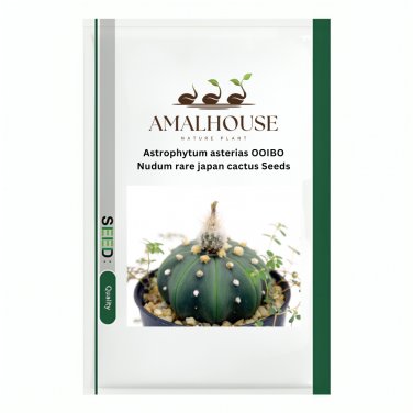 Astrophytum asterias OOIBO Nudum rare japan cactus - 10 PCS Seeds
