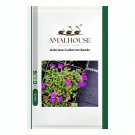 Aubrieta Cultorum - 100 PCS Seeds