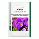 Aubrieta Cultorum Bonsai Rare Purple Ground Cover Rock Cress Flower Bonsai - 100 PCS Seeds
