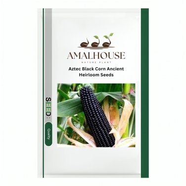 Aztec Black Corn Ancient Heirloom - 20 PCS Seeds