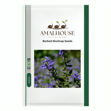 Barbed Skullcap - 50 PCS Seeds