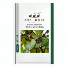 Basella alba Green Malabar spinach - 10 PCS Seeds