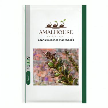 Bear's Breeches Plant - 10 PCS Seeds