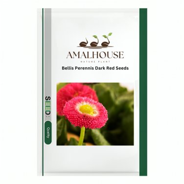 Bellis Perennis Dark Red - 200 PCS Seeds
