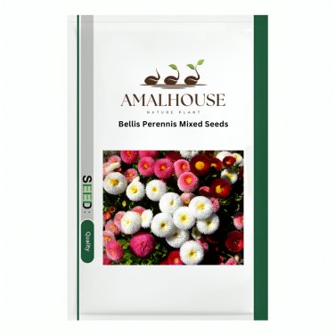 Bellis Perennis Mixed - 200 PCS Seeds