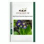 Big Primula Polyantha Gigantea - 100 PCS Seeds