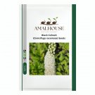 Black Cohosh (Cimicifuga racemosa) - 50 PCS Seeds
