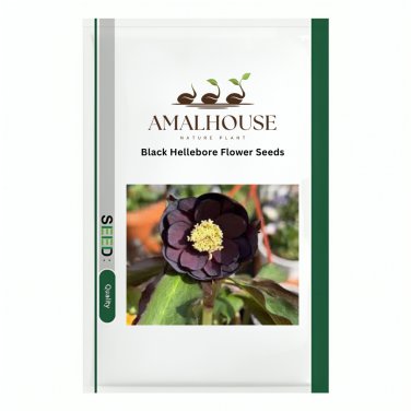 Black Hellebore Flower - 10 PCS Seeds