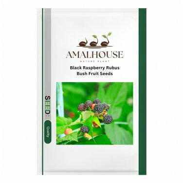 Black Raspberry Rubus Bush Fruit - 50 PCS Seeds