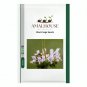 Black Sage - 100 PCS Seeds