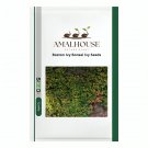 Boston Ivy Bonsai Ivy - 100 PCS Seeds