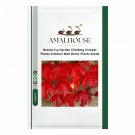 Boston Ivy Garden Climbing Creeper Plants Outdoor Wall Decor Plants - 100 PCS Seeds