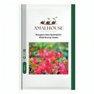 Bougainvillea Spectabilis Willd Bonsai - 100 PCS Seeds