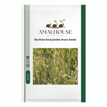 Buchloe Dactyloides Grass - 50 PCS Seeds