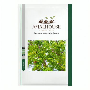 Bursera simaruba - 10 PCS Seeds