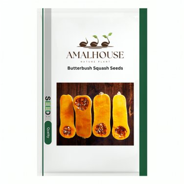 Butterbush Squash - 10 PCS Seeds