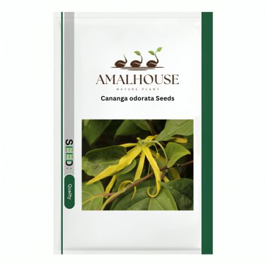 Cananga odorata - 100 PCS Seeds