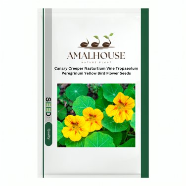 Canary Creeper Nasturtium Vine Tropaeolum Peregrinum Yellow Bird Flower - 70 PCS Seeds