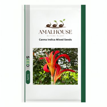 Canna Indica Mixed - 50 PCS Seeds