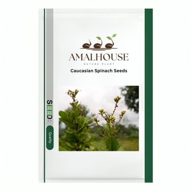 Caucasian Spinach - 20 PCS Seeds