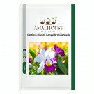 Cattleya Hibrida Bonsai Orchids - 100 PCS Seeds