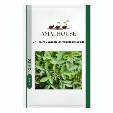 CHIPILIN Guatemalan Vegetable - 20 PCS Seeds