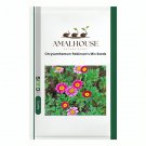 Chrysanthemum Robinson's Mix - 200 PCS Seeds