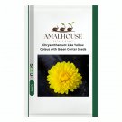 Chrysanthemum-Like Yellow Coleus with Green Center - 100 PCS Seeds