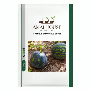Citrullus ecirrhosus - 5 PCS Seeds