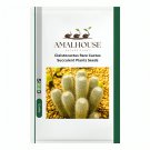 Cleistocactus Rare Cactus Succulent Plants - 10 PCS Seeds