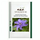 Clematis Flower Purple White Bi-color Flowers - 100 PCS Seeds