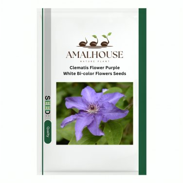 Clematis Flower Purple White Bi-color Flowers - 100 PCS Seeds