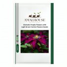 Clematis Purple Flowers with Light Green Centre Flowers - 100 PCS Seeds