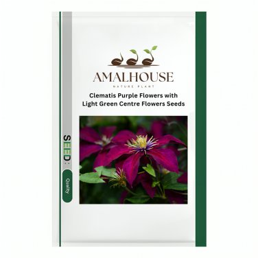 Clematis Purple Flowers with Light Green Centre Flowers - 100 PCS Seeds