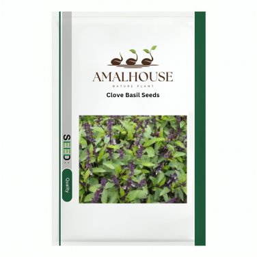 Clove Basil - 100 PCS Seeds