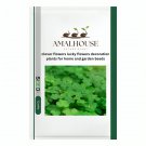 clover flowers lucky flowers decoration plants for home and garden - 100 PCS Seeds