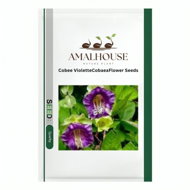Cobee VioletteCobaeaFlower - 25 PCS Seeds