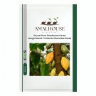 Cocoa Plant Theobroma Cacao (Large Round Trinitario) Chocolate - 25 PCS Seeds