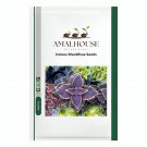 Coleus BlackBlue - 100 PCS Seeds