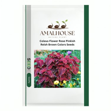 Coleus Flower Rose Pinkish Reish Brown Colors - 100 PCS Seeds
