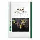 Commiphora lindensis - 2 PCS Seeds